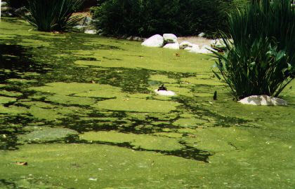 This pond is overgrown with weeds and algae - looks like a perfect candidate for "Aqua-Weed #100"!